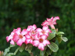 265192_10150256140974901_4657374_n